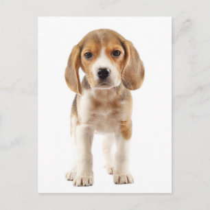 Välkomstkort för Beagle-valp Vykort