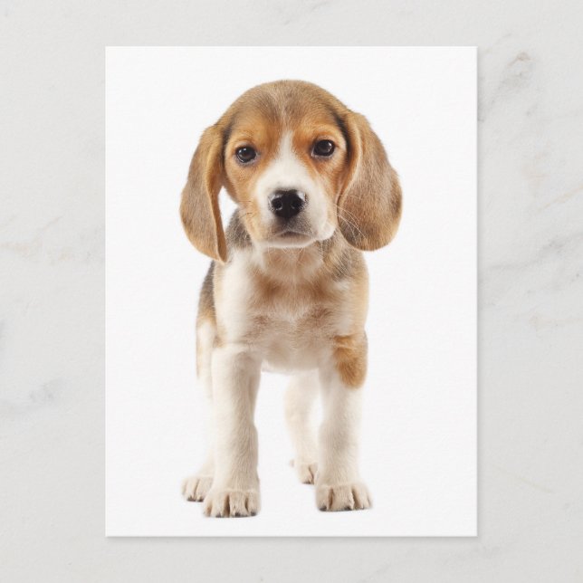 Välkomstkort för Beagle-valp Vykort (Framsida)