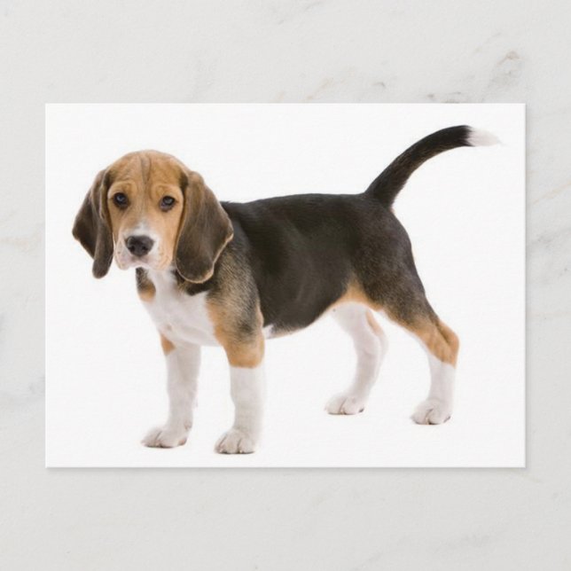 Välkomstkort för Beagle-valp Vykort (Framsida)