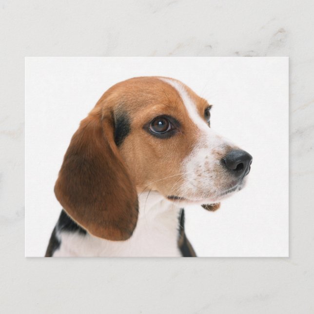 Välkomstkort för Beagle-valp Vykort (Framsida)