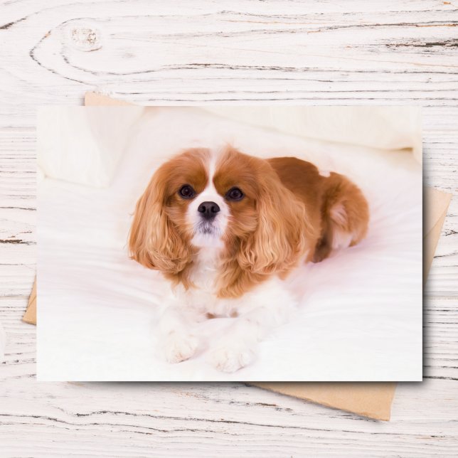 Välkomstkort för Cavalier King Charles Spaniel Kort (Send joy with this adorable Sadie greeting card for any occasion.)