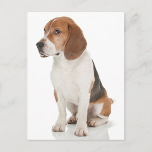 Välkomstkort med beagle valp vykort