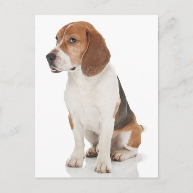 Välkomstkort med beagle valp vykort (Framsida)