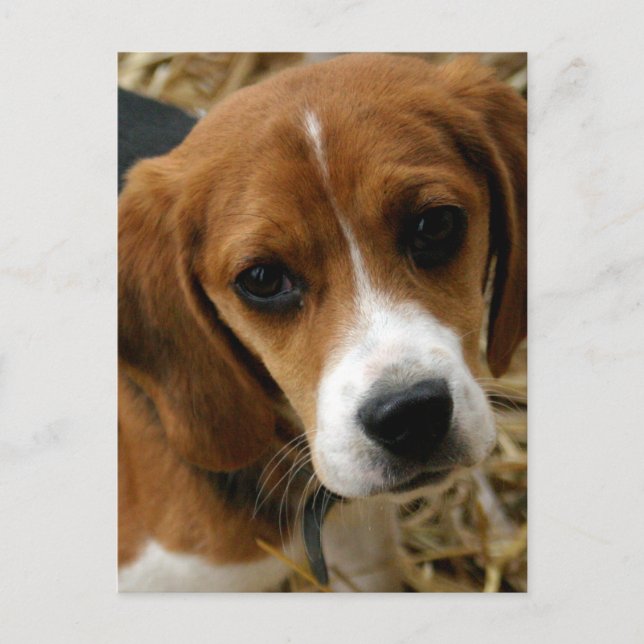 Välkomstkort med Beagle-valp Vykort (Framsida)