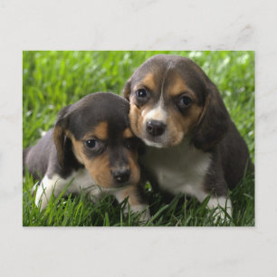 Välkomstkort med Beagle-valp Vykort