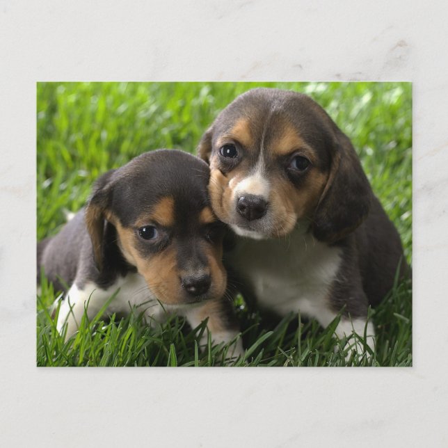 Välkomstkort med Beagle-valp Vykort (Framsida)