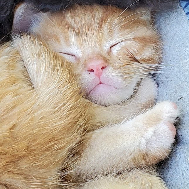 Välkomstkort - Sovande kattunge Tack Kort (Skapare uppladdad)