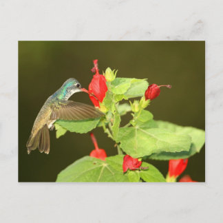 Vålkrökt x Broad-billed hybrid hummingbird Vykort