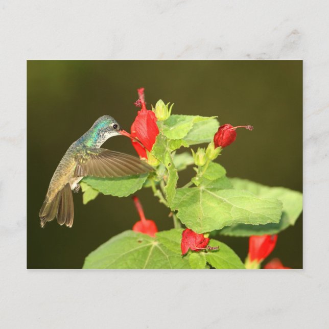 Vålkrökt x Broad-billed hybrid hummingbird Vykort (Framsida)