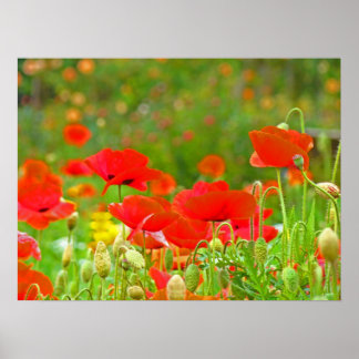 Vall med vallmo Blomsterkonsttryck Röda vallmor Poster
