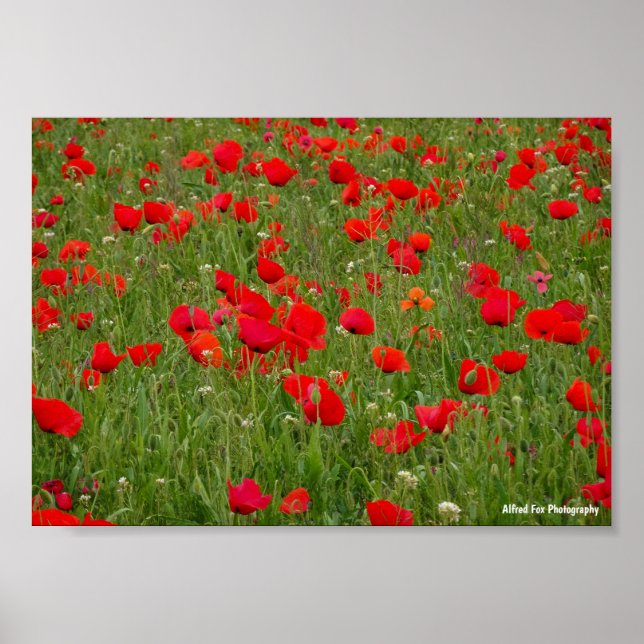 Vall med vallmo poster (Framsidan)