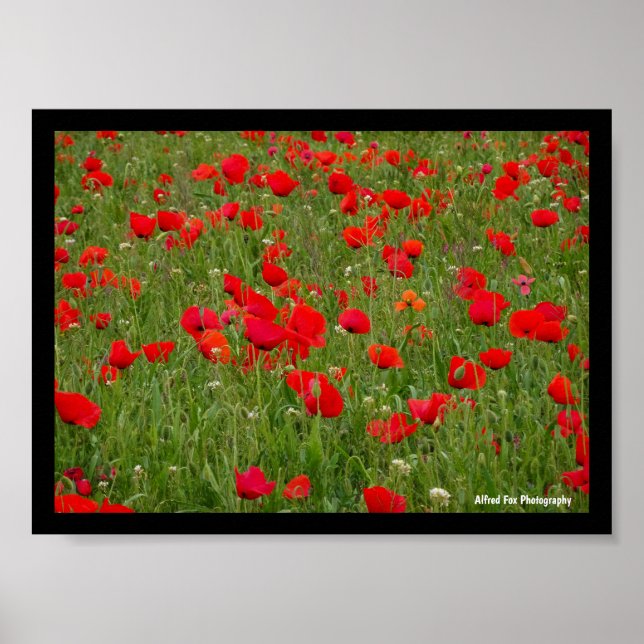 Vall med vallmo poster (Framsidan)