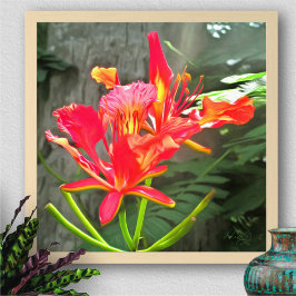 Vallarta Flaming Beauty 1583 Art Print Poster