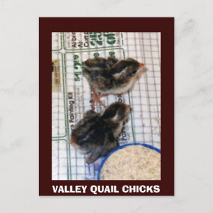 VALLEY QUAIL-CHICKAR VYKORT