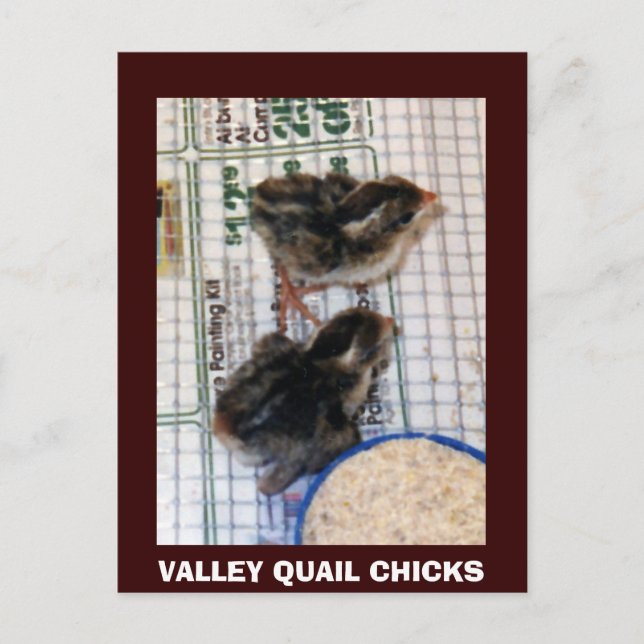 VALLEY QUAIL-CHICKAR VYKORT (Framsida)