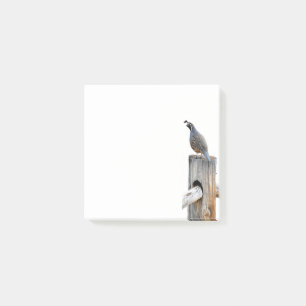 Valley Quail Photo 3x3 Post-it Notes Stationery Block