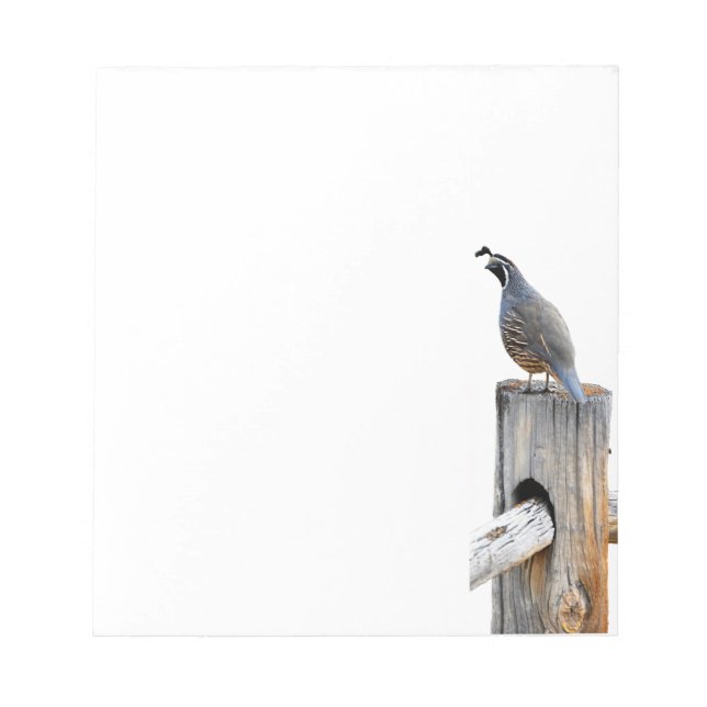 Valley Quail Photo Note Pad Stationery Anteckningsblock (Framsida)