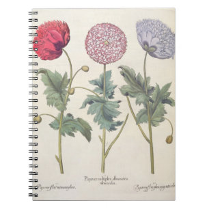 Vallmo: 1.Papaver multiplex albumoris rubicundis; Anteckningsbok Med Spiral