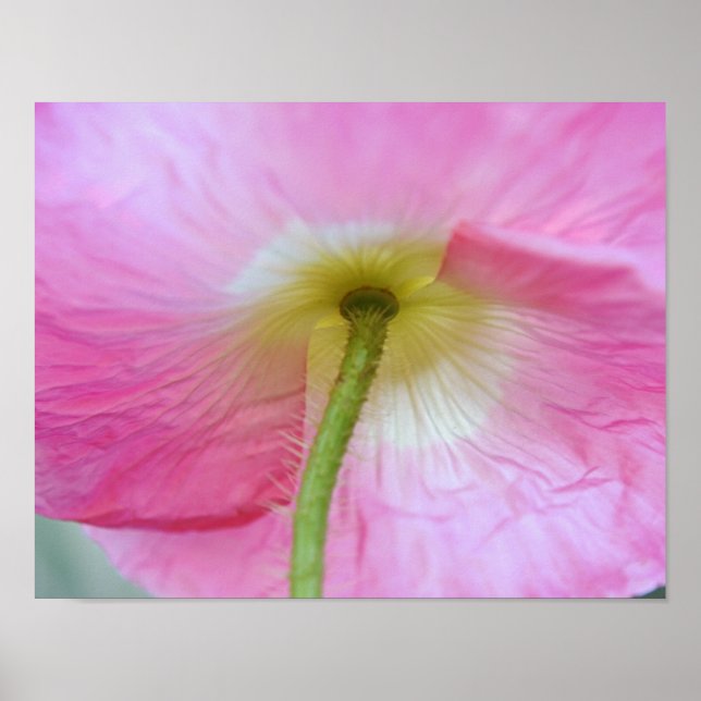 Vallmo Blomma Under Kronblad Fotografisk Konsttryc Poster (Framsidan)