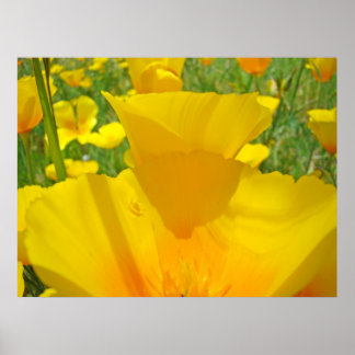 Vallmo Blommor Äng konsttryck Orange Vallmor Poster
