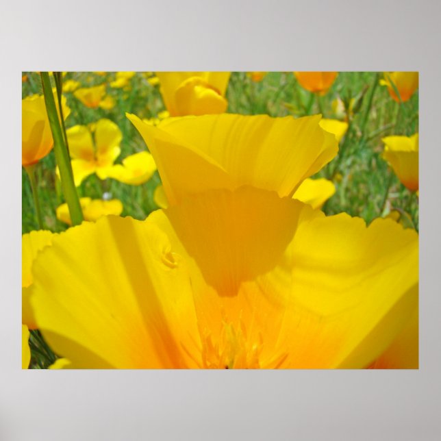 Vallmo Blommor Äng konsttryck Orange Vallmor Poster (Framsidan)
