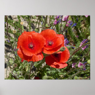 VALLMO BLOMMOR POSTER