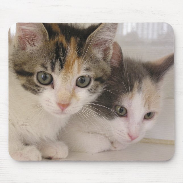 Vallmo & daisy musmatta (Framsidan)