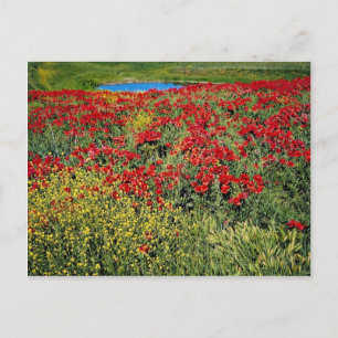 Vallmo fält, Mitten Atlas, blommor från Marocko Vykort