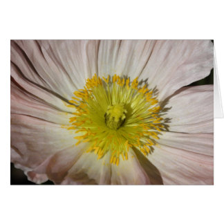 Vallmo Hälsningskort