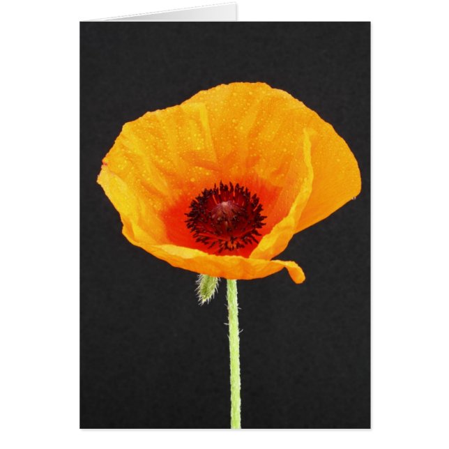 Vallmo Hälsningskort (Framsidan)