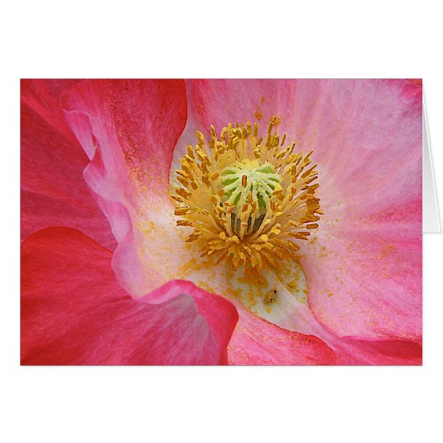 Vallmo Hälsningskort (Framsidan Horizontal)