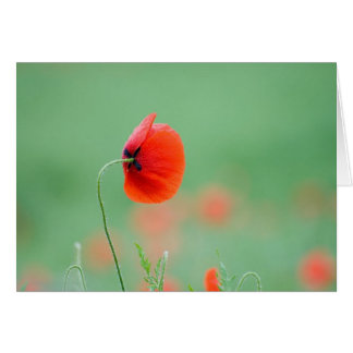 Vallmo i Nidd Hälsningskort