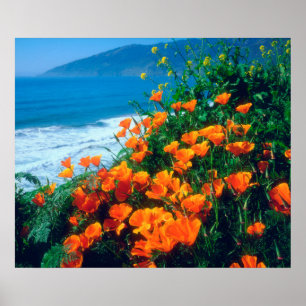 Vallmo längs Stillahavskusten nära Big Sur Poster