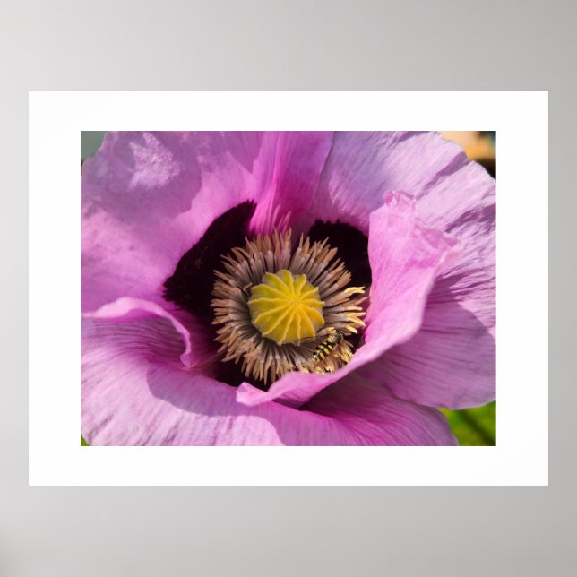 Vallmo och ett insekter  poster (Framsidan)