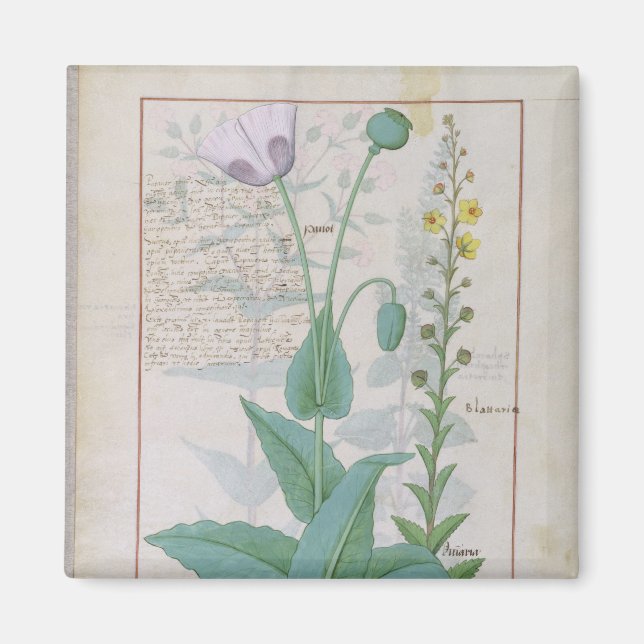 Vallmo och Figwort Magnet (Framsidan)