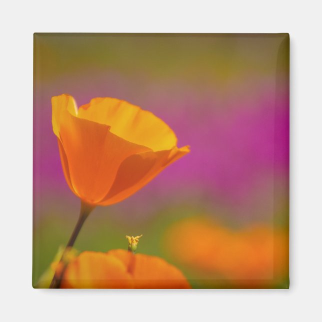 Vallmo och rosa magnet (Framsidan)