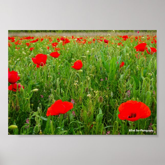 Vallmo och vilda blommor poster (Framsidan)