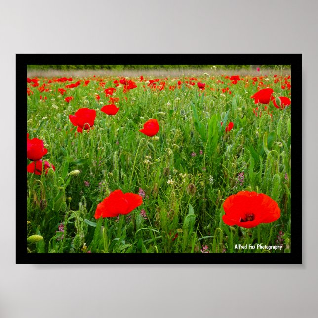 Vallmo och vilda blommor poster (Framsidan)