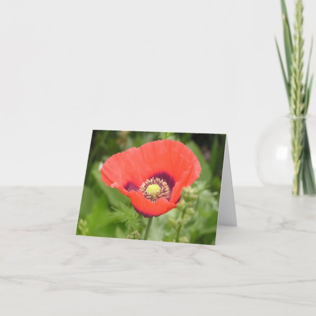 Vallmo (Papaver somniferum) kort (Framsida)