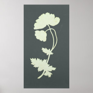 Vallmo Poster