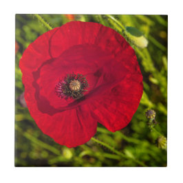 Vallmo-serien nr 2 kakelplatta