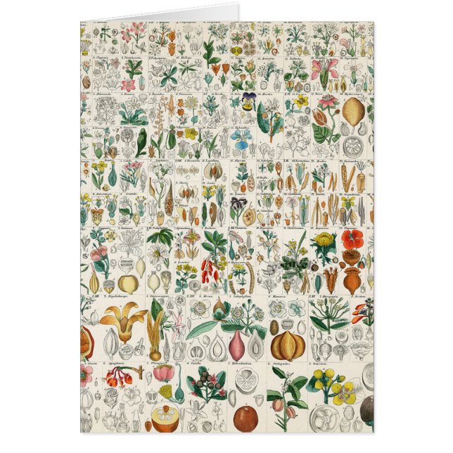 Vallmo violetta växtklassifikationer hälsningskort (Framsidan)