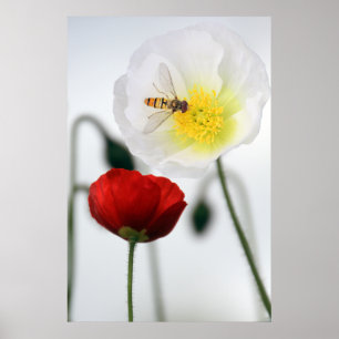 Vallmoaffischtryck Poster