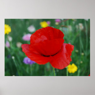 Vallmoblomma och betydelse poster
