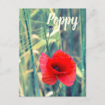 Vallmoblomma till trädgårdsmästare och blommar äls