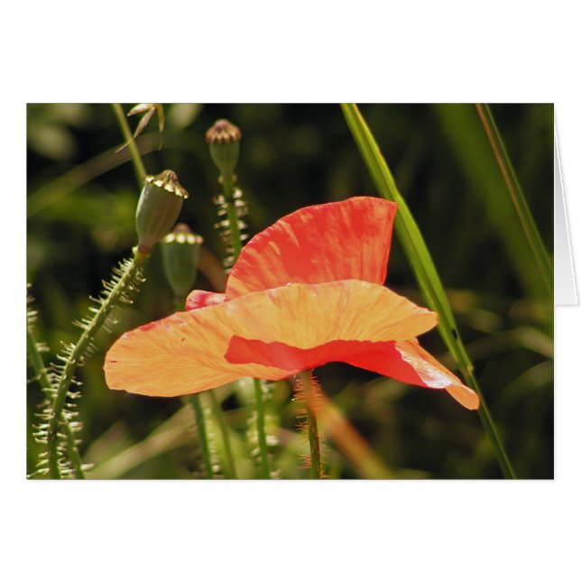 Vallmokort Hälsningskort (Framsidan Horizontal)