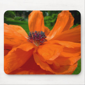 Vallmomusen vadderar musmatta