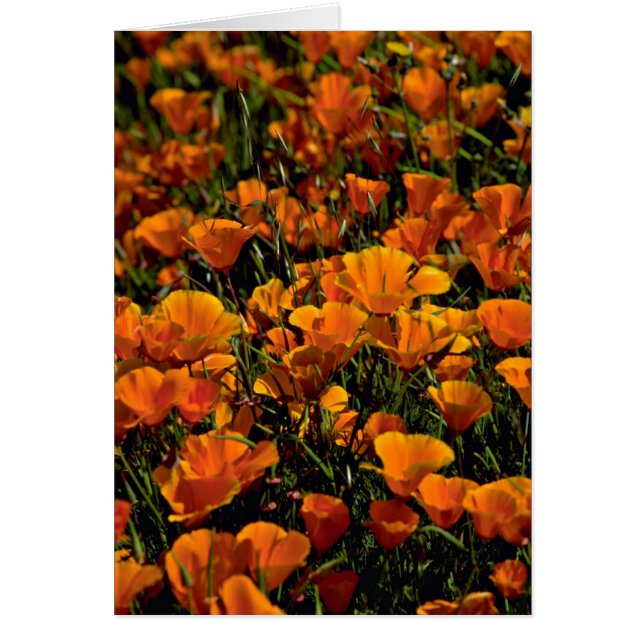 Vallmon blommar rosa blommor hälsningskort (Framsidan)