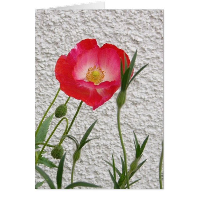 Vallmonotelet OBS Kort (Framsidan)