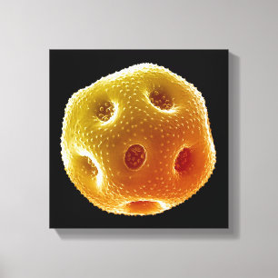 Vallmopollen Canvastryck